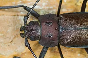 Images Dated 3rd August 2013: Marco image of an insect