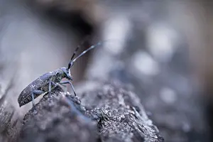 Images Dated 17th June 2019: Marco image of an insect