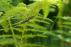 Images Dated 8th July 2016: Marco image of an insect