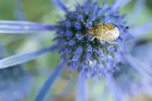 Images Dated 9th August 2019: Marco image of an insect