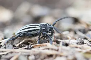 Images Dated 28th April 2015: Marco image of an insect