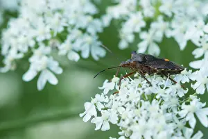 Images Dated 4th August 2019: Marco image of an insect