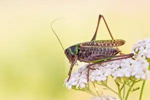 Images Dated 11th July 2018: Marco image of an insect