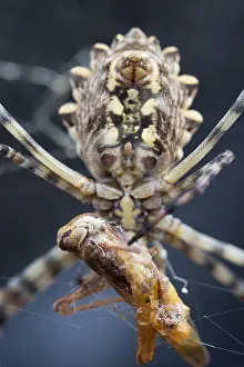 Images Dated 23rd August 2015: Marco image of an insect