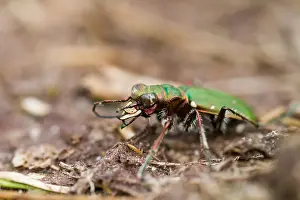 Images Dated 18th July 2013: Marco image of an insect