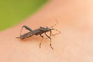 Images Dated 8th August 2019: Marco image of an insect
