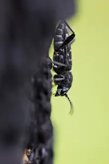 Images Dated 15th June 2019: Marco image of an insect