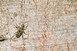 Images Dated 2nd May 2019: Marco image of an insect
