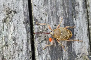 Images Dated 5th July 2013: Marco image of an insect