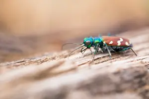 Images Dated 5th June 2019: Marco image of an insect