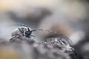 Images Dated 17th June 2019: Marco image of an insect