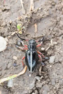 Romania Prints: Marco image of an insect
