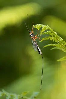 Images Dated 8th July 2016: Marco image of an insect