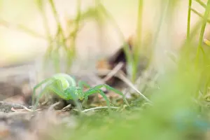 Images Dated 2nd June 2019: Marco image of an insect