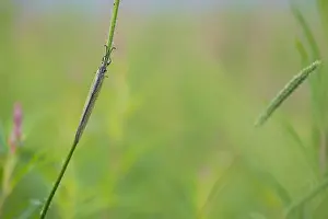 Images Dated 26th June 2019: Marco image of an insect