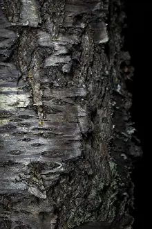 Images Dated 5th April 2018: Marco image of an insect