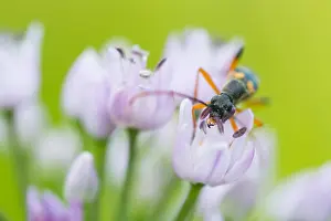 Images Dated 11th July 2014: Marco image of an insect