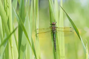 Images Dated 17th June 2016: Marco image of an insect