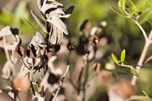 Images Dated 31st March 2018: Marco image of an insect