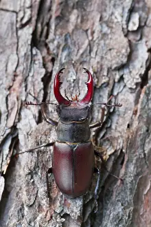 Images Dated 5th July 2013: Marco image of an insect