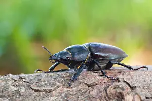 Images Dated 13th June 2013: Marco image of an insect