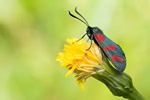 Images Dated 3rd August 2019: Marco image of an insect