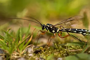 Images Dated 8th July 2016: Marco image of an insect