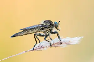 Images Dated 1st July 2015: Marco image of an insect