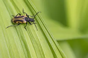 Images Dated 10th June 2016: Marco image of an insect