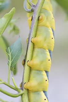 Images Dated 6th August 2017: Marco image of an insect