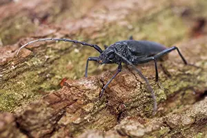 Images Dated 31st July 2013: Marco image of an insect