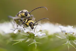 Images Dated 13th August 2013: Marco image of an insect