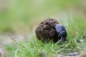 Corsica Prints: Marco image of an insect