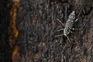 Images Dated 19th June 2019: Marco image of an insect
