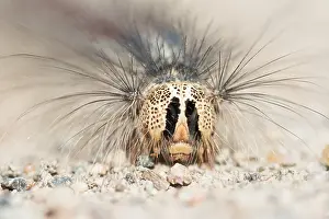 Images Dated 21st May 2015: Marco image of an insect