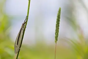 Images Dated 26th June 2019: Marco image of an insect