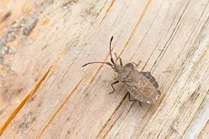 Images Dated 18th July 2013: Marco image of an insect