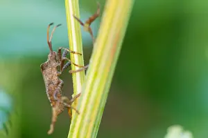 Images Dated 13th October 2019: Marco image of an insect