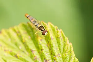 Images Dated 19th August 2019: Marco image of an insect