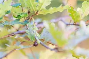Images Dated 21st August 2018: Marco image of an insect
