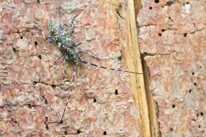 Images Dated 20th July 2013: Marco image of an insect