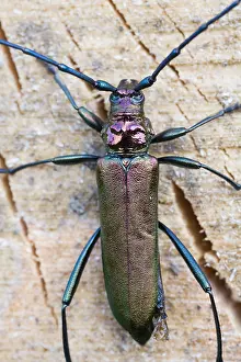 Images Dated 13th July 2013: Marco image of an insect