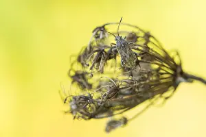 Images Dated 13th October 2019: Marco image of an insect