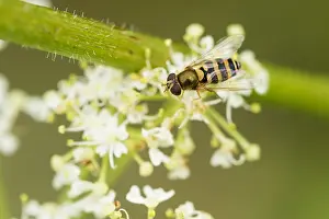 Images Dated 19th August 2019: Marco image of an insect