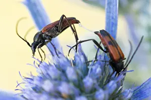 Images Dated 9th August 2019: Marco image of an insect