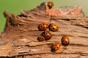 Images Dated 21st August 2013: Marco image of an insect