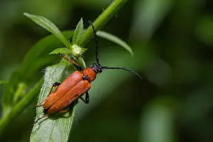 Images Dated 31st July 2013: Marco image of an insect