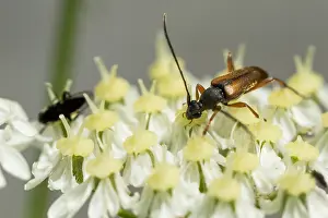Images Dated 3rd August 2019: Marco image of an insect