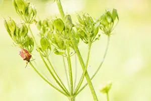 Images Dated 30th July 2019: Marco image of an insect