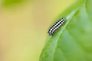 Images Dated 2nd June 2019: Marco image of an insect
